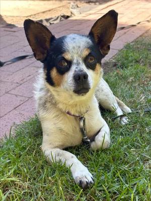 BUTTONS, Chihuahua, adult, available for adoption