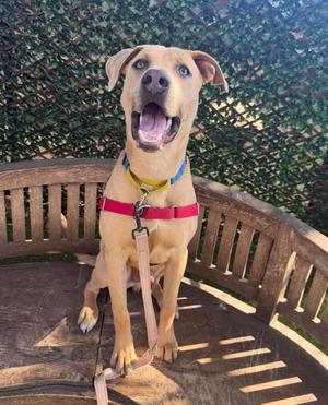 BANDIT, Pit Bull Terrier / Doberman Pinscher, young, available for adoption