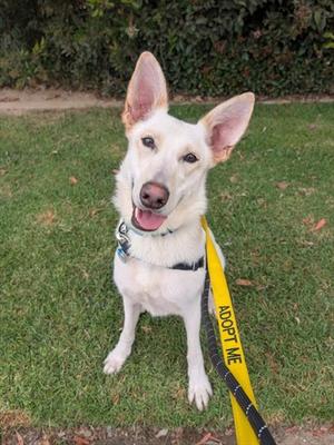 CODY, German Shepherd Dog / Siberian Husky, young, available for adoption