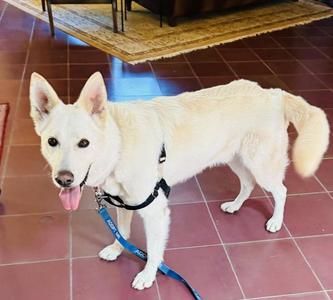 CASPER, German Shepherd Dog, adult, available for adoption