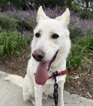 CASPER, German Shepherd Dog, adult, available for adoption