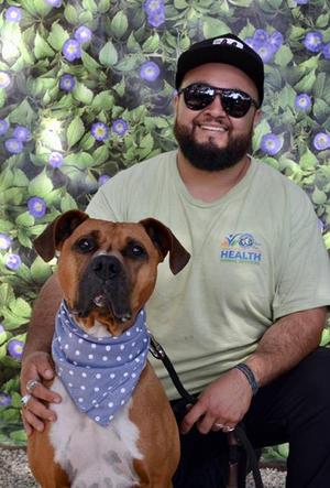 CLARENCE, Boxer, adult, available for adoption