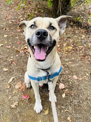 MAC, Black Mouth Cur, adult, available for adoption