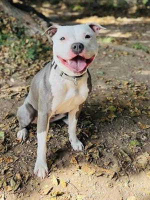ANGEL, Pit Bull Terrier, adult, available for adoption