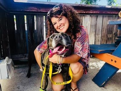LUNA, Pit Bull Terrier, adult, available for adoption
