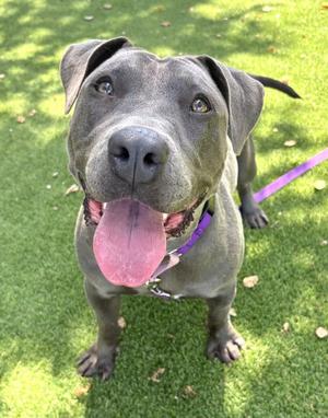 EVIE, American Pit Bull Terrier, adult, available for adoption