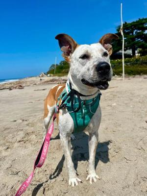 LIZZY, Australian Cattle Dog/Blue Heeler, adult, available for adoption