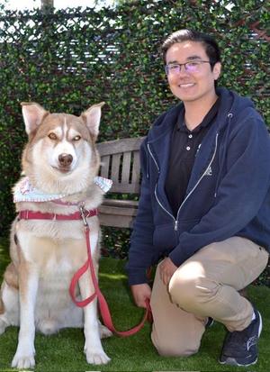 JONAH, Siberian Husky, adult, available for adoption