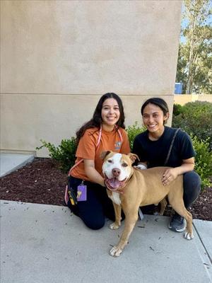 KANE, Pit Bull Terrier, adult, available for adoption