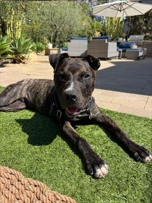 ALFIE, Pit Bull Terrier, young, available for adoption