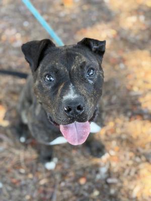 ALFIE, Pit Bull Terrier, young, available for adoption