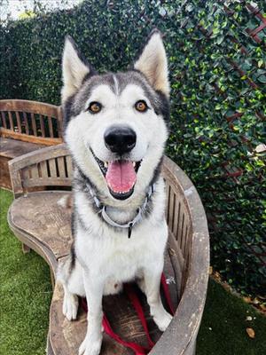 KIPPER, Siberian Husky, adult, available for adoption