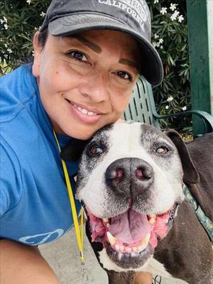 JOSEPH, Pit Bull Terrier, senior, available for adoption