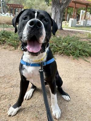 BIGGIE, Great Dane, adult, available for adoption