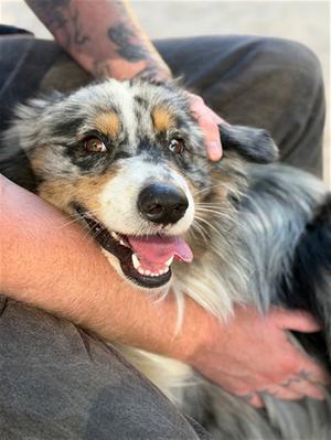 CHASE, Australian Shepherd, young, available for adoption