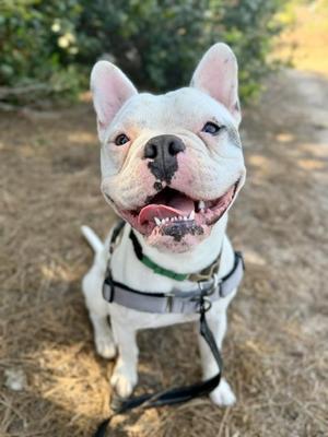GEORGE, French Bulldog, adult, available for adoption