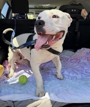 LIL BIT, Pit Bull Terrier, young, available for adoption