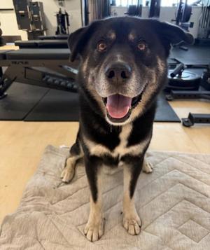 DUCKY, German Shepherd Dog, adult, available for adoption