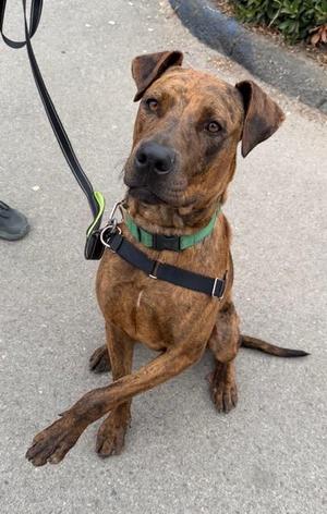 DUKE, American Staffordshire Terrier, young, available for adoption