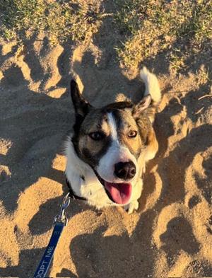 JP, Queensland Heeler, adult, available for adoption