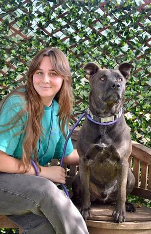 CHIQUITO, Pit Bull Terrier / Siberian Husky, adult, available for adoption