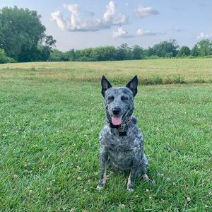 Skye Celine, Mixed Breed (Medium), adult, available for adoption