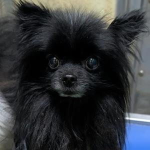 Leo (bonded with Echo), Pomeranian, adult, available for adoption