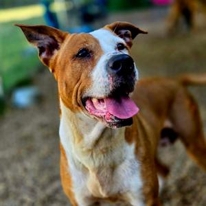 Avalon, Mixed Breed (Medium), adult, available for adoption