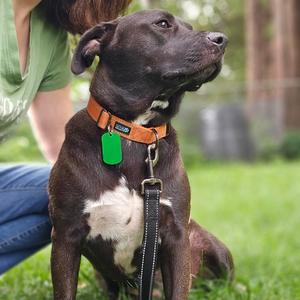 Shelby, Mixed Breed (Medium), adult, available for adoption
