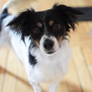 Lottie, Mixed Breed (Small), adult, available for adoption