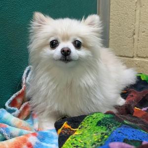 Echo (bonded with Leo), Pomeranian, adult, available for adoption