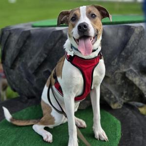 Toby, Mixed Breed (Medium), adult, available for adoption
