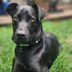 Benson, Mixed Breed (Medium), adult, available for adoption
