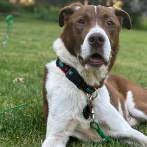 Knuckles, Mixed Breed (Medium), adult, available for adoption