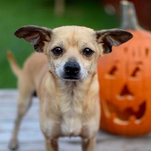 Jones, Chihuahua, adult, available for adoption