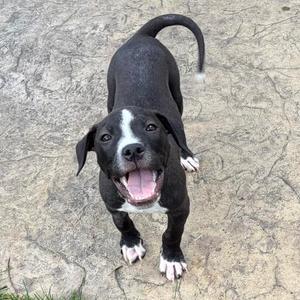 Austin, Mixed Breed (Medium), puppy, available for adoption