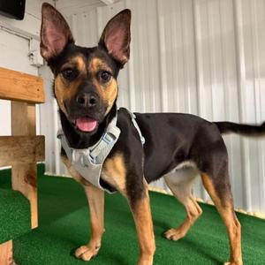 Breezy, Mixed Breed (Medium), adult, available for adoption