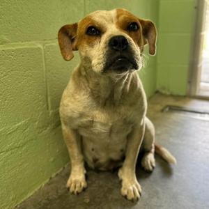 Rosie, Mixed Breed (Medium), adult, available for adoption