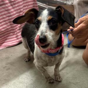 Bindi, Dachshund, Miniature Wire Haired, adult, available for adoption