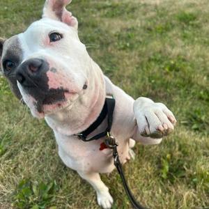 Kia, Mixed Breed (Medium), adult, available for adoption