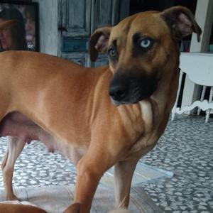 Birdie, Mixed Breed (Medium), adult, available for adoption