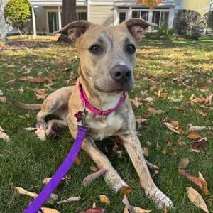 Cher, Mixed Breed (Medium), adult, available for adoption