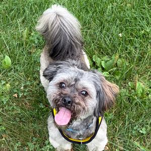 Buddy, Mixed Breed (Small), adult, available for adoption