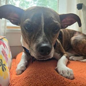 Hannah, Mixed Breed (Small), adult, available for adoption