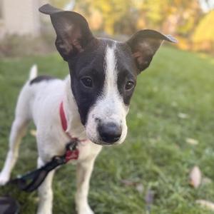 A black and white dog with a red collar standing on grass