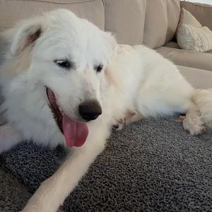 Glacier, Pyrenees, Great, adult, available for adoption