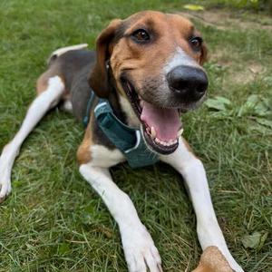 Copper, Hound, adult, available for adoption