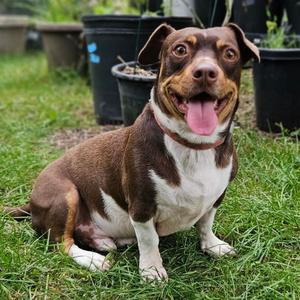 Ziggy (bonded with Magnus), Terrier, Jack Russell, adult, available for adoption
