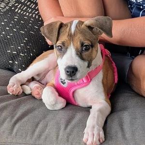 Patty, Mixed Breed (Medium), puppy, available for adoption