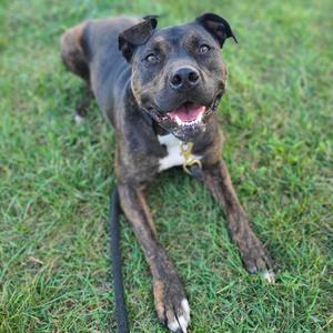 Onyx, Mixed Breed (Large), adult, available for adoption